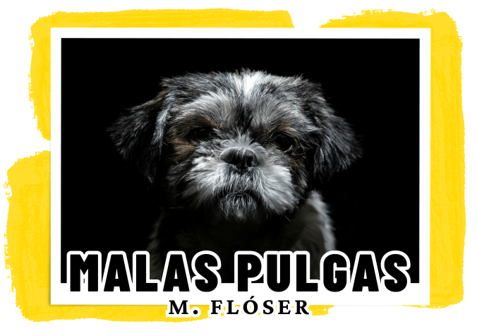 En la imagen vemos el primer plano de un perro de raza indeterminada. Es pequeño, peludo. Puede llegar a recordar a un osito de peluche. Tiene el pelaje negro, con canitas en el hocico chato. El resto de la imagen está en negro, con lo que no vemos nada más que el animal. El relato se titula “Malas pulgas”.