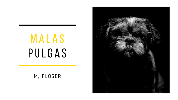 En la imagen vemos el primer plano de un perro de raza indeterminada. Es pequeño, peludo. Puede llegar a recordar a un osito de peluche. Tiene el pelaje negro, con canitas en el hocico chato. El resto de la imagen está en negro, con lo que no vemos nada más que el animal. El relato se titula “Malas pulgas”.